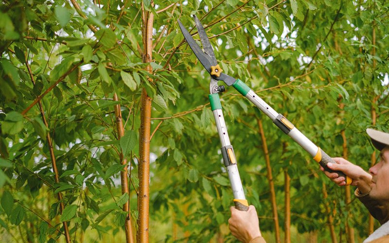 Tree trimming in Garland, PA