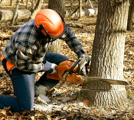 Tree Removal in Garland, PA